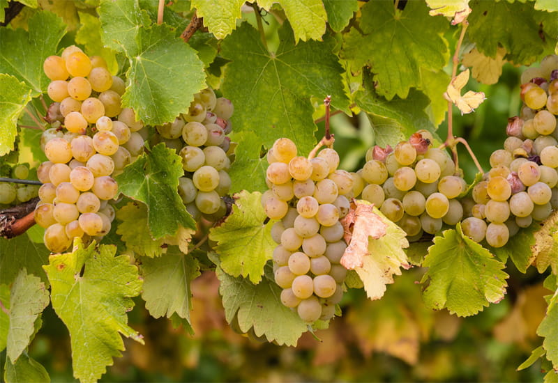 A Complete Guide To the 7 Champagne Grape Varieties