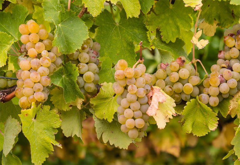 Grape varietals and colors of the Bourgogne winegrowing region