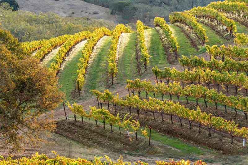 Terroir What Is It, and How Does It Affect Your Wine?