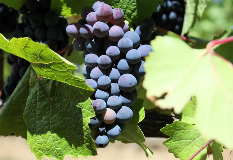 A Complete Guide To the 7 Champagne Grape Varieties