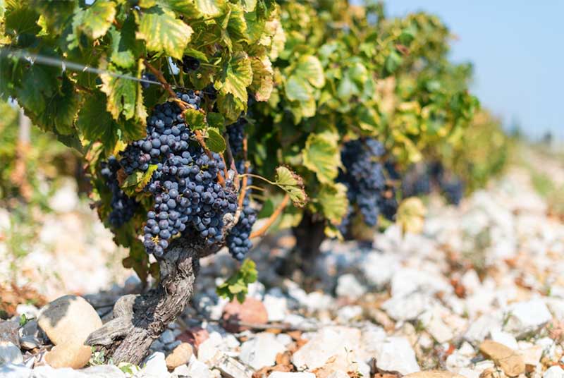 Chateauneuf Du Pape 15 Vintage Report 8 Delicious Bottles Prices 21 Chateauneuf Du Pape 15 Vintage Report 8 Delicious Bottles Prices 21