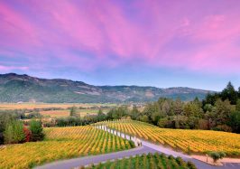 15 Amazing Napa Valley Wineries (Tasting Tours, Top Wines)