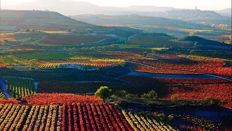 Premium AI Image  Vineyard vines wine wine fruit wallpaper background  beautiful environment scenery
