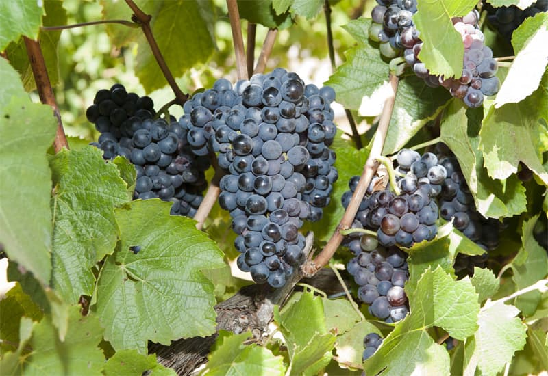 The World’s Favorite Wine Grapes 23 Varieties, Best Wines (2023)