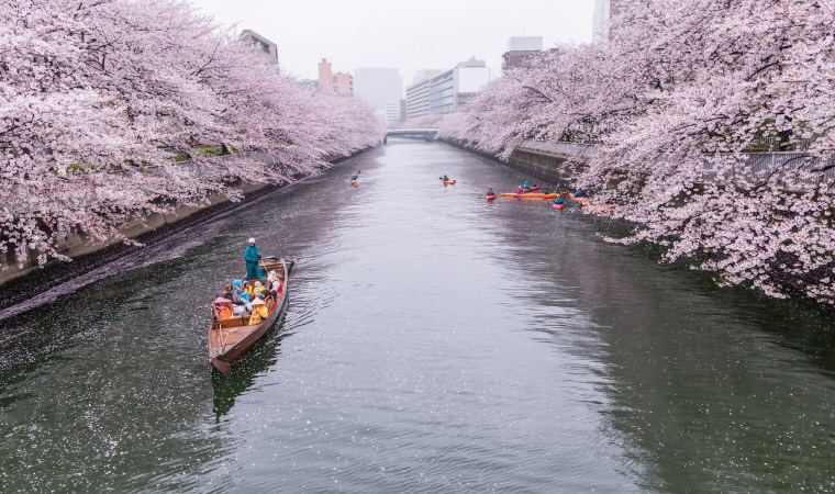 A river in Japan with Cherry Blossom trees lining the banks