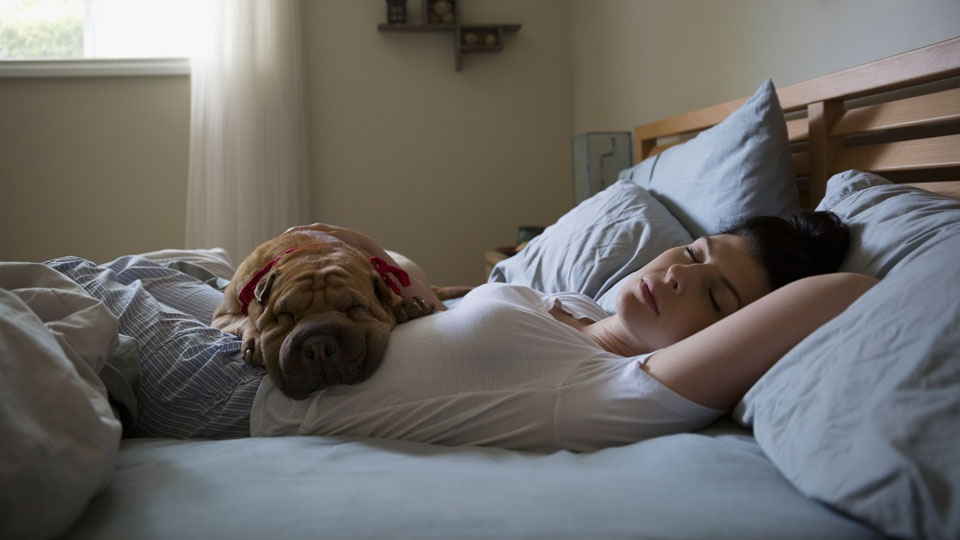 Person sleeping in bed with their dog lying across their stomach.