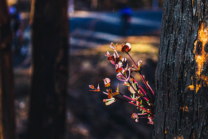Regrowth after bushfire