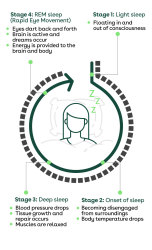 An infographic explaining the four stages of sleep and their benefits.