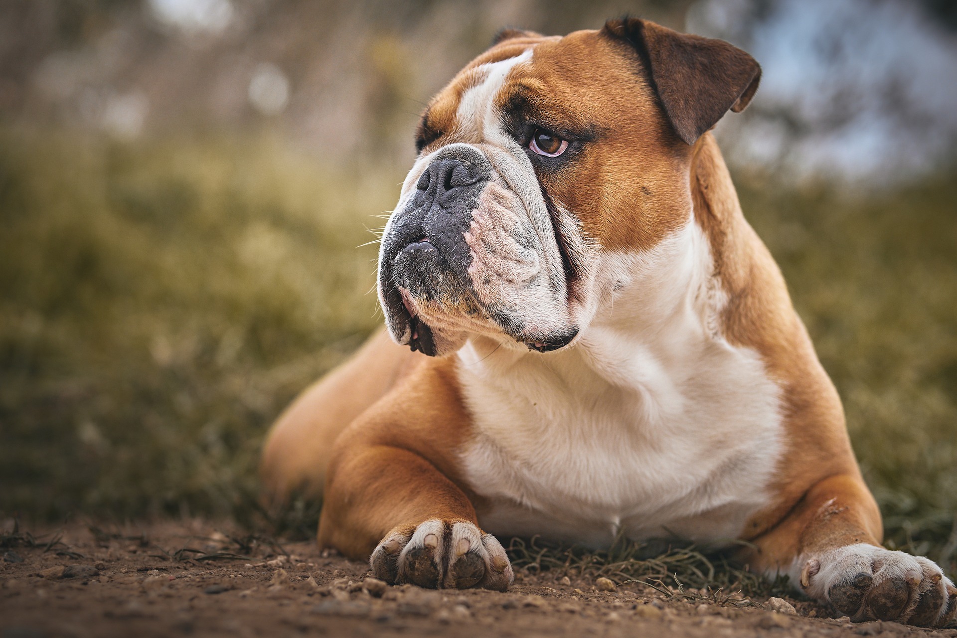 konnen englische bulldoggen gefahrlich sein