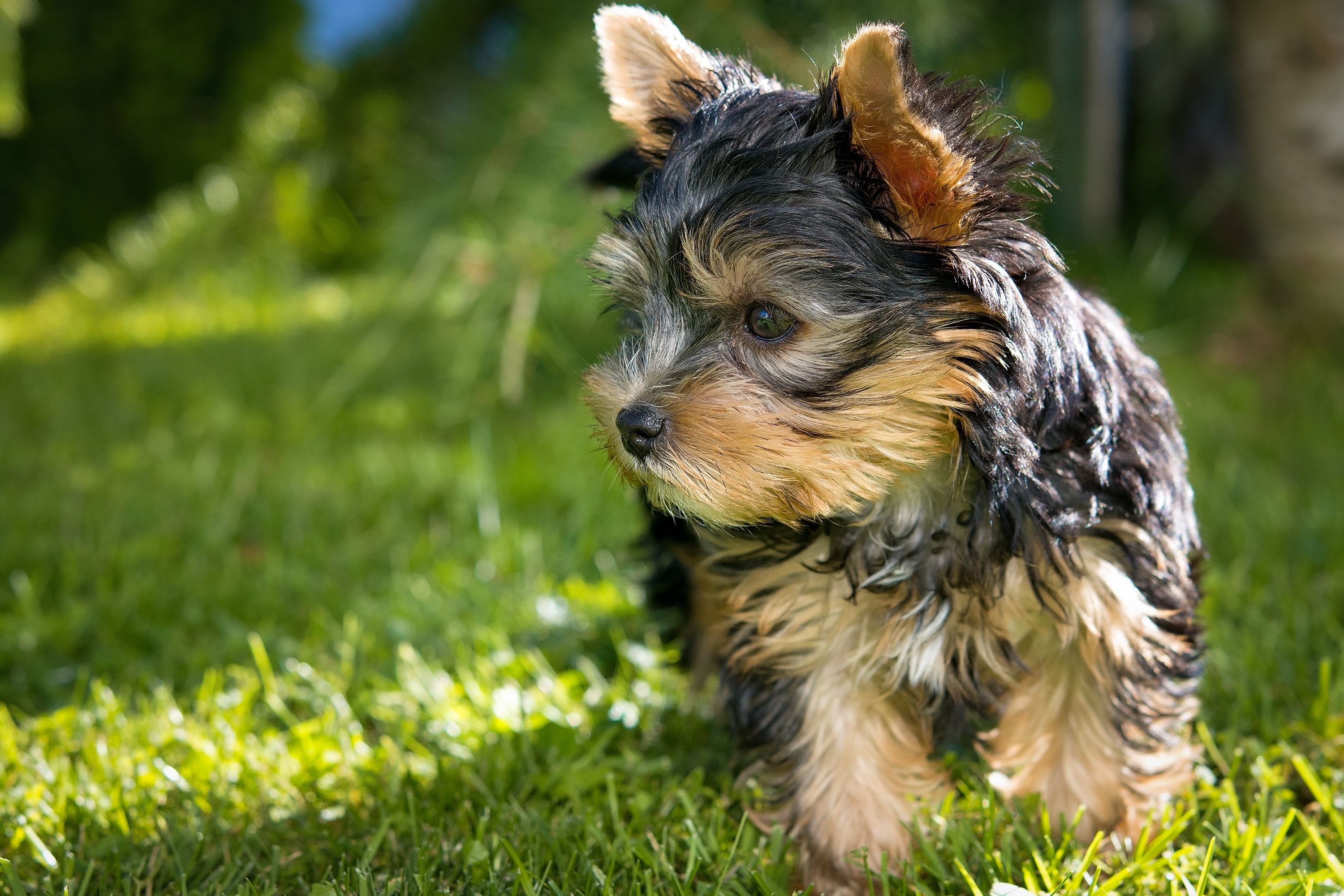 wie bruto es el yorkshire terrier