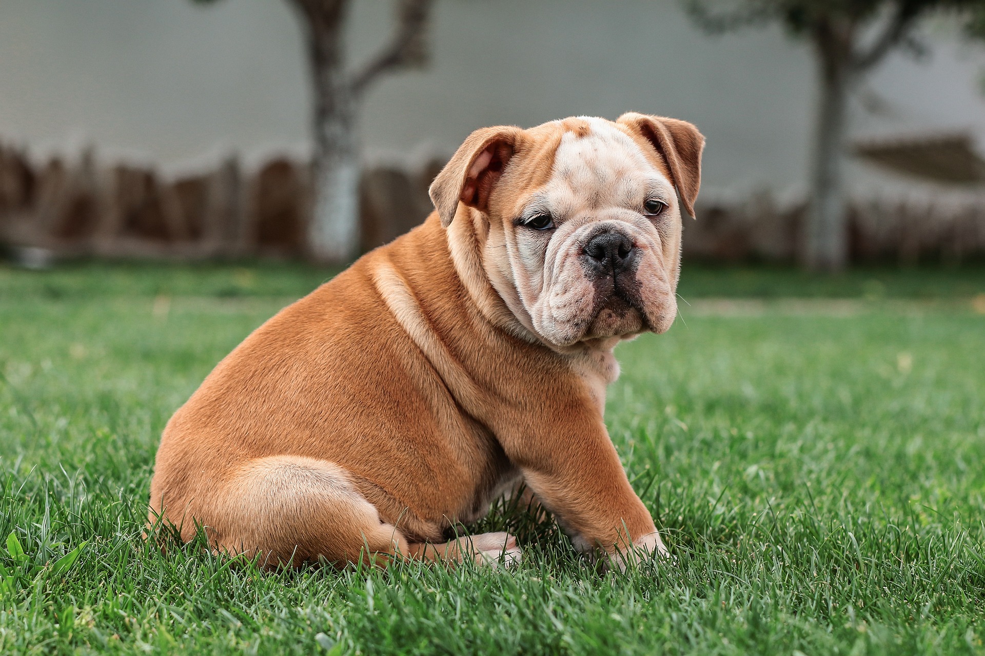 konnen englische bulldoggen gefahrlich sein