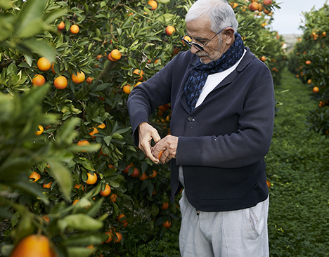 Producteur ouvrant une clémentine