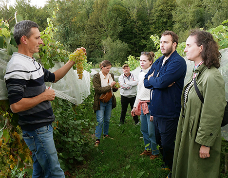 Vigneron qui montre une grappe de raisin à un publique