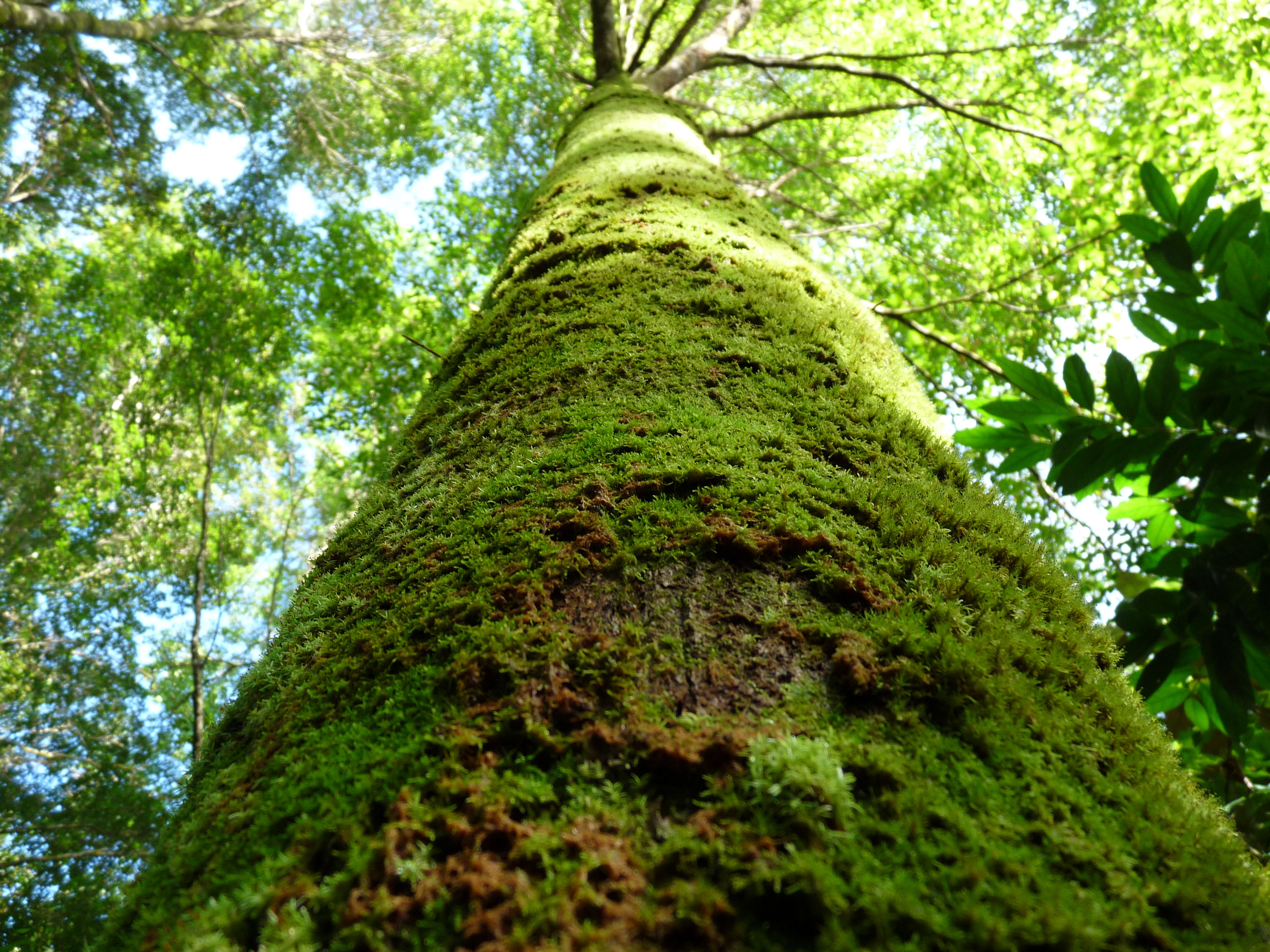 A beautiful tree in the Los Monos Forest