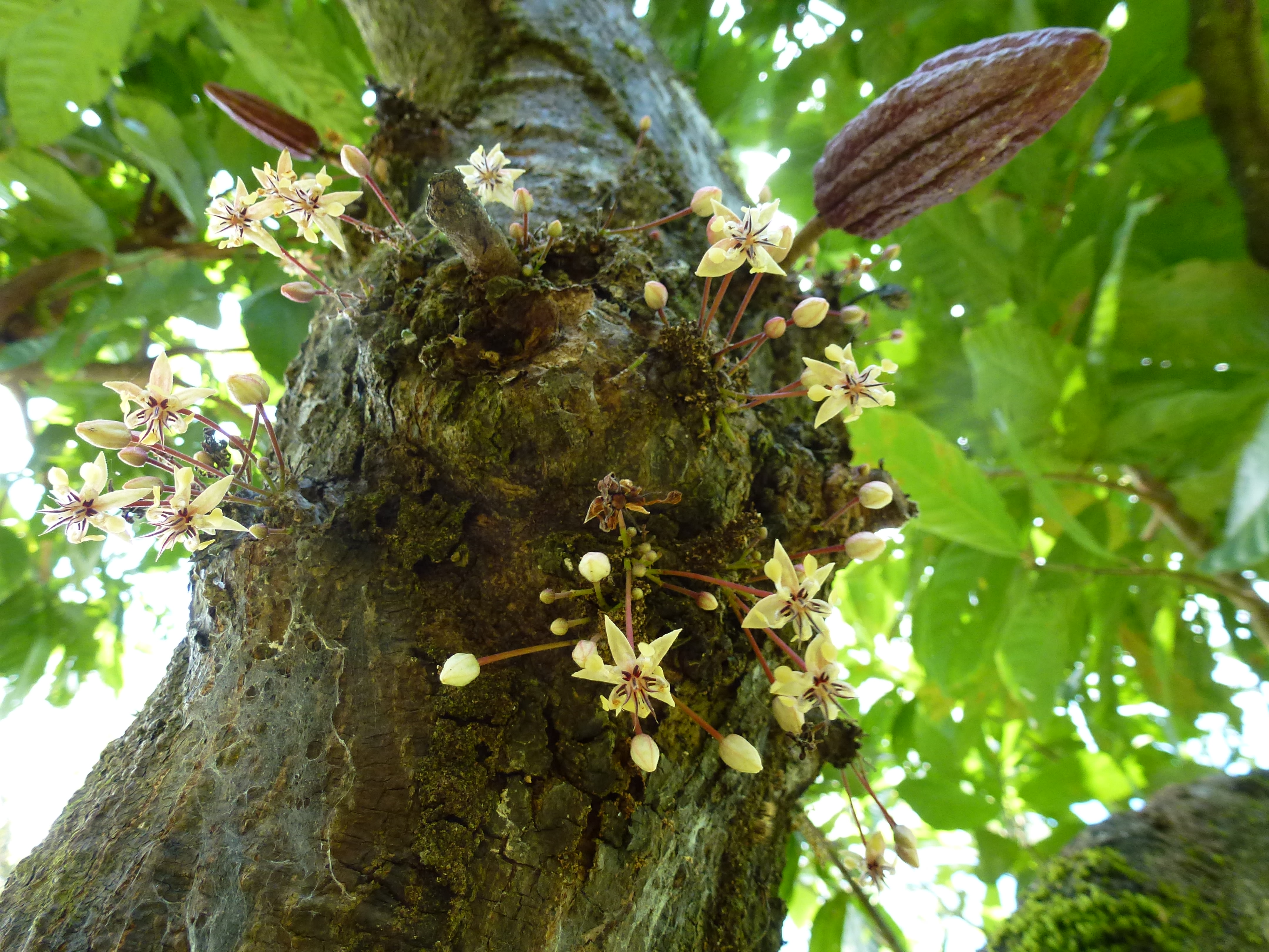 A blooming cacao tree