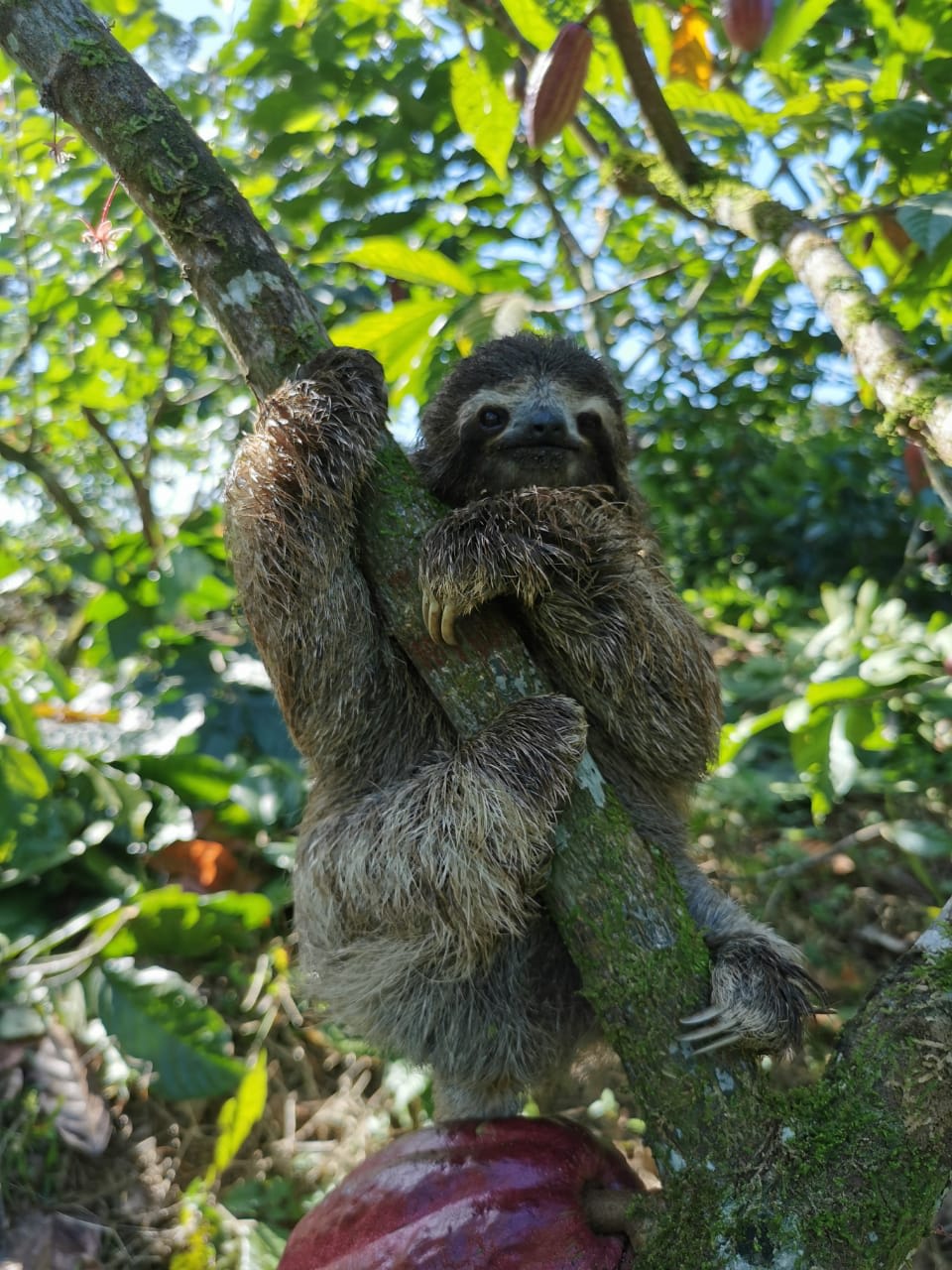 A sloth relaxing in his home