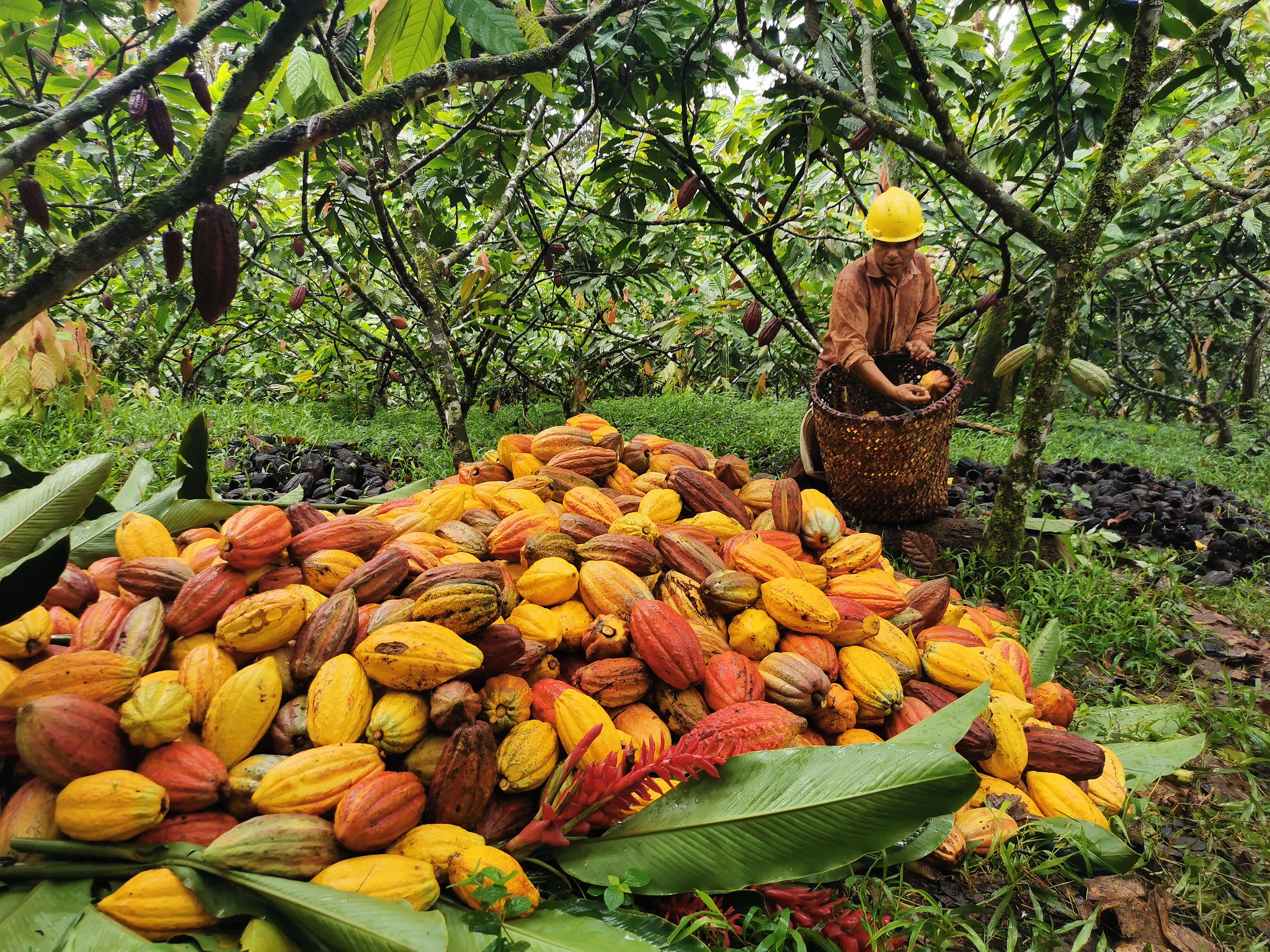 Cacao bean harvest