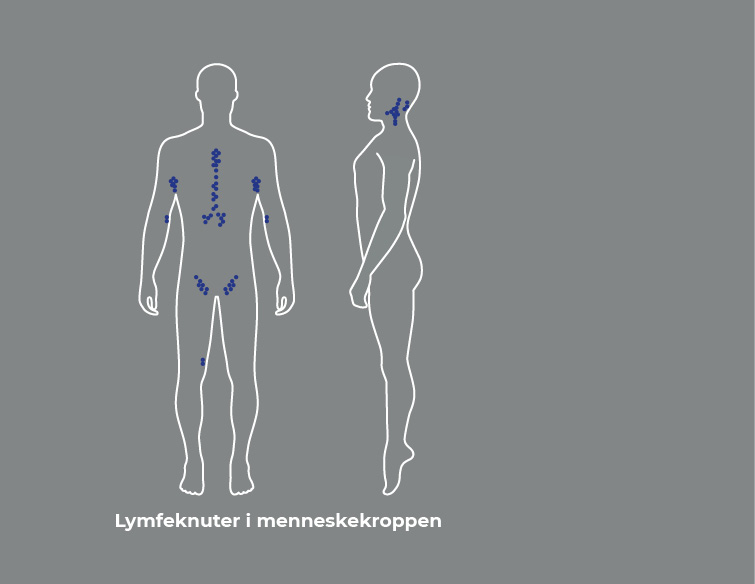 Lymph nodes in the human body