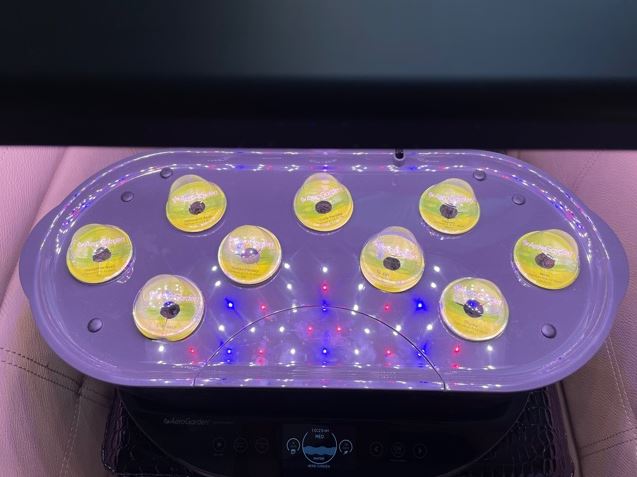 Aerogarden Day 0