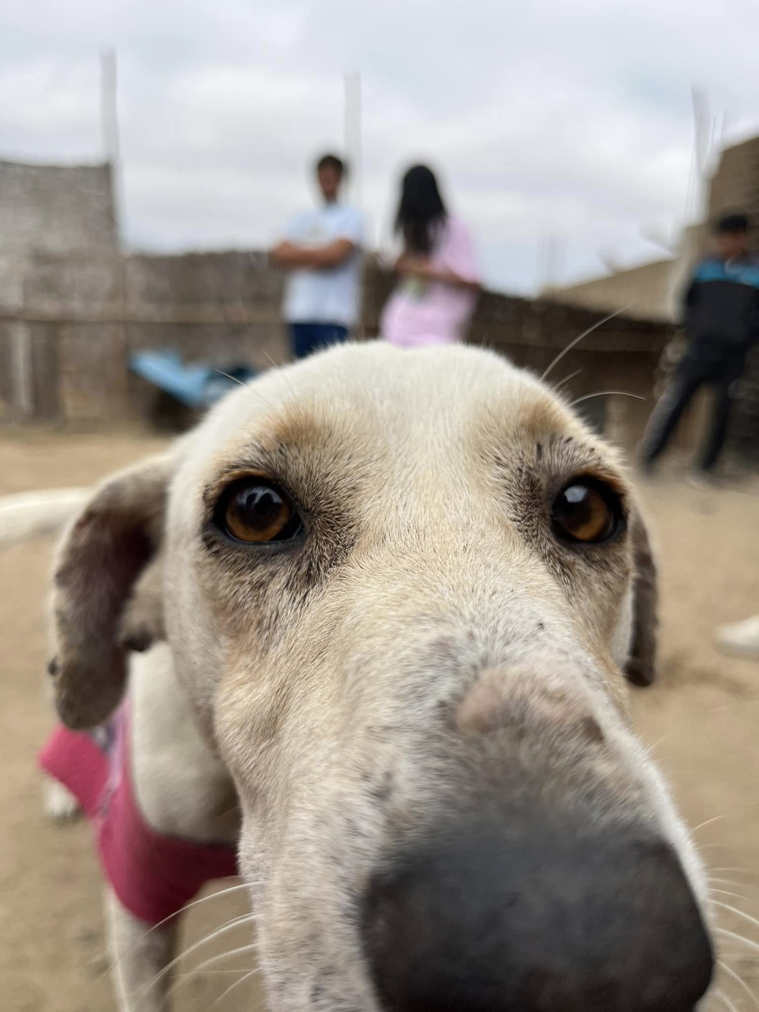 Luna: From the Streets to a Loving Home