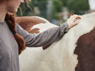 A person petting a therapy horse
