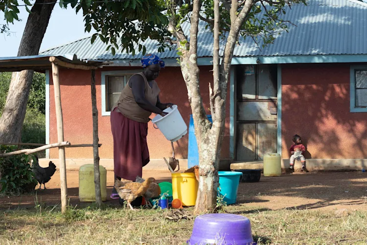 Milka A feeding chickens