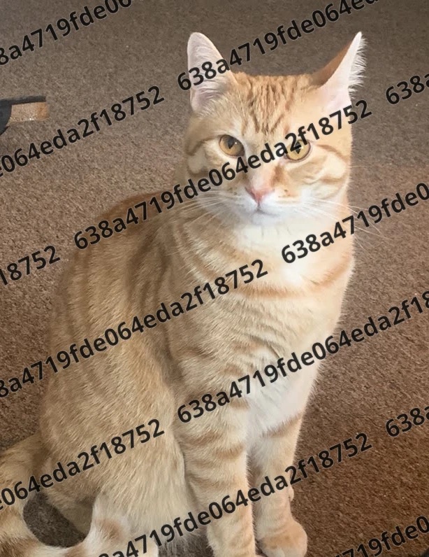 A sample image with a user ID watermark.