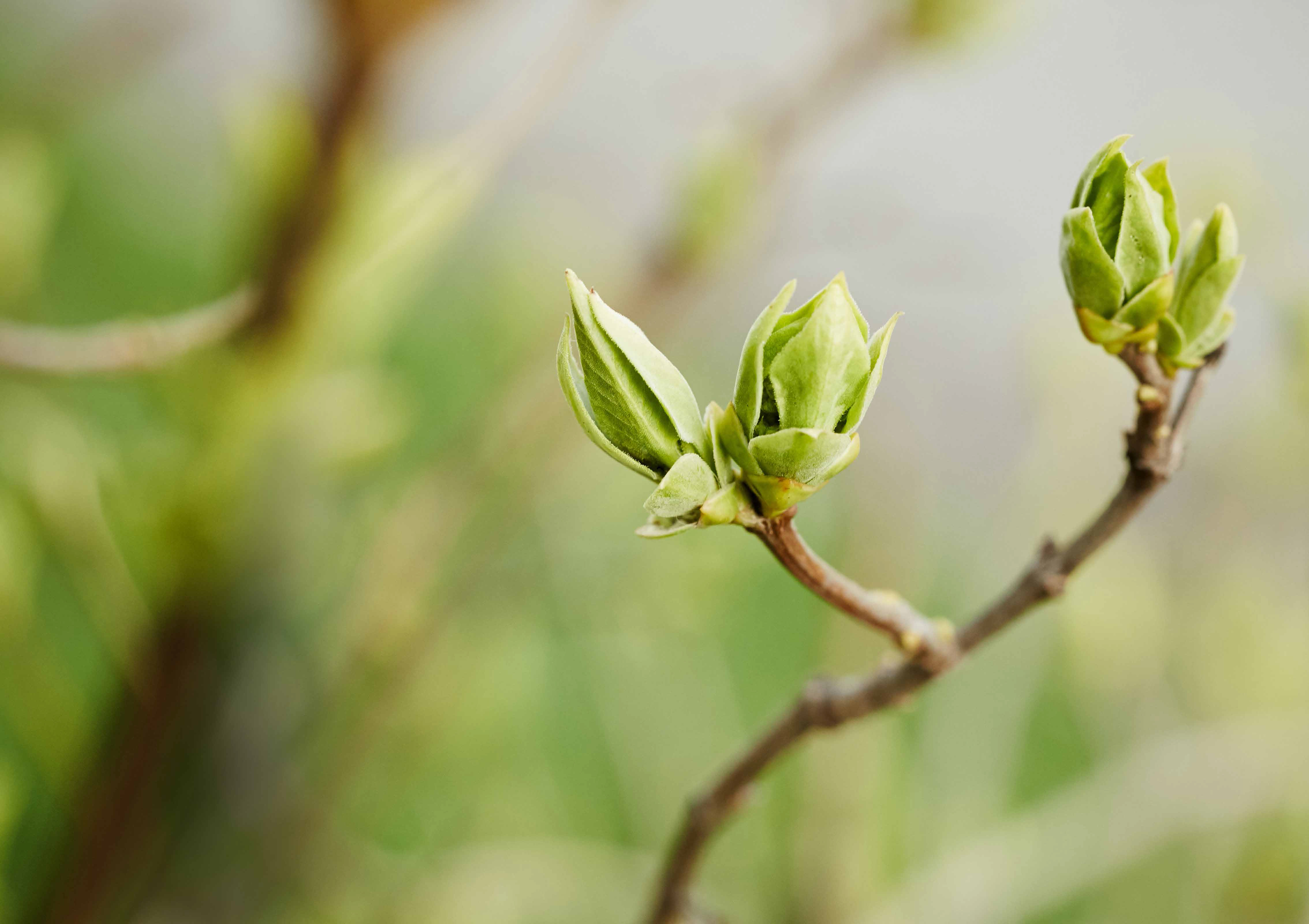 Gas for Climate : New study on biomethane potentials in Europe