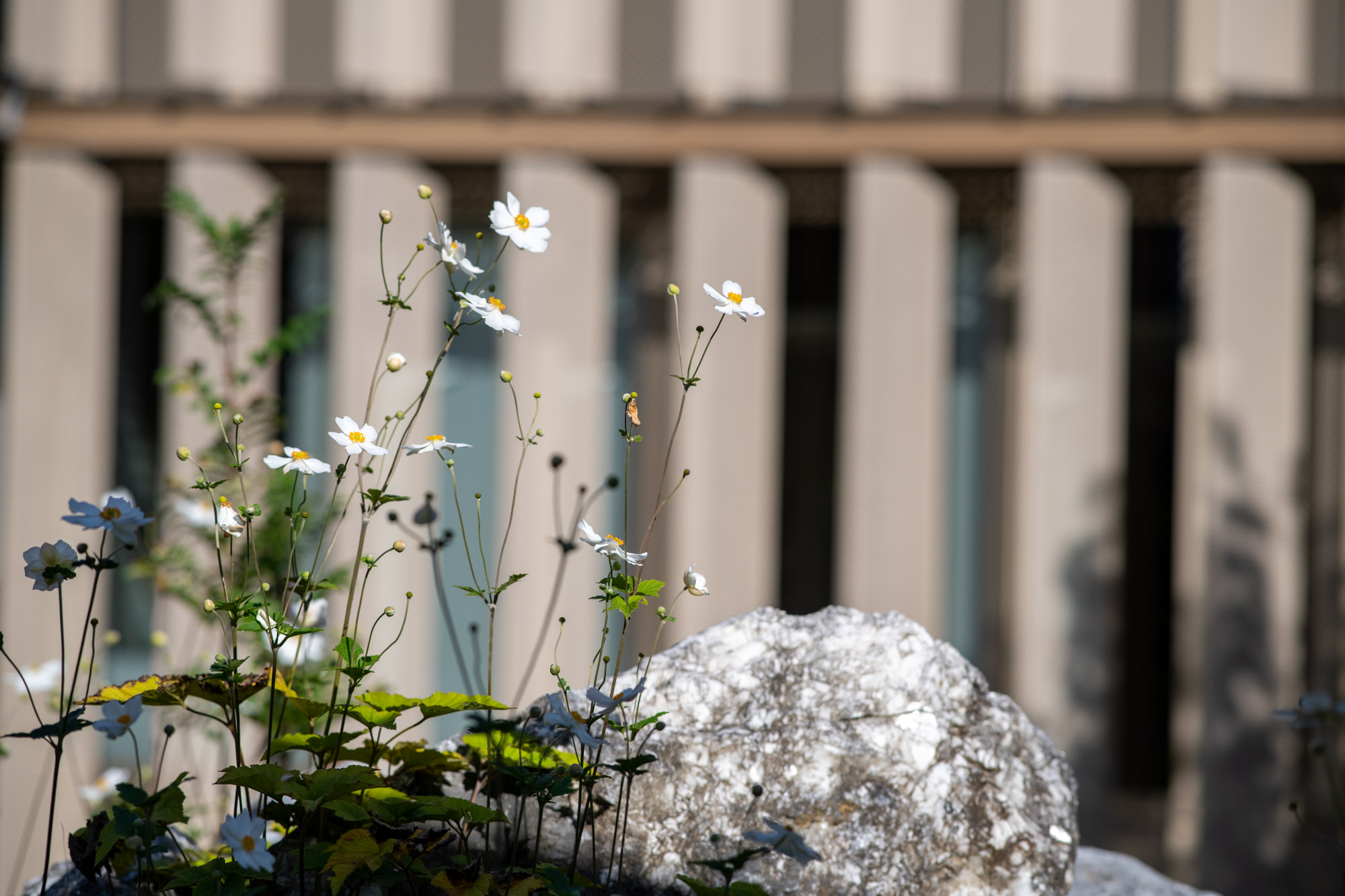 préservation de la biodiversité au siège Teréga de Pau