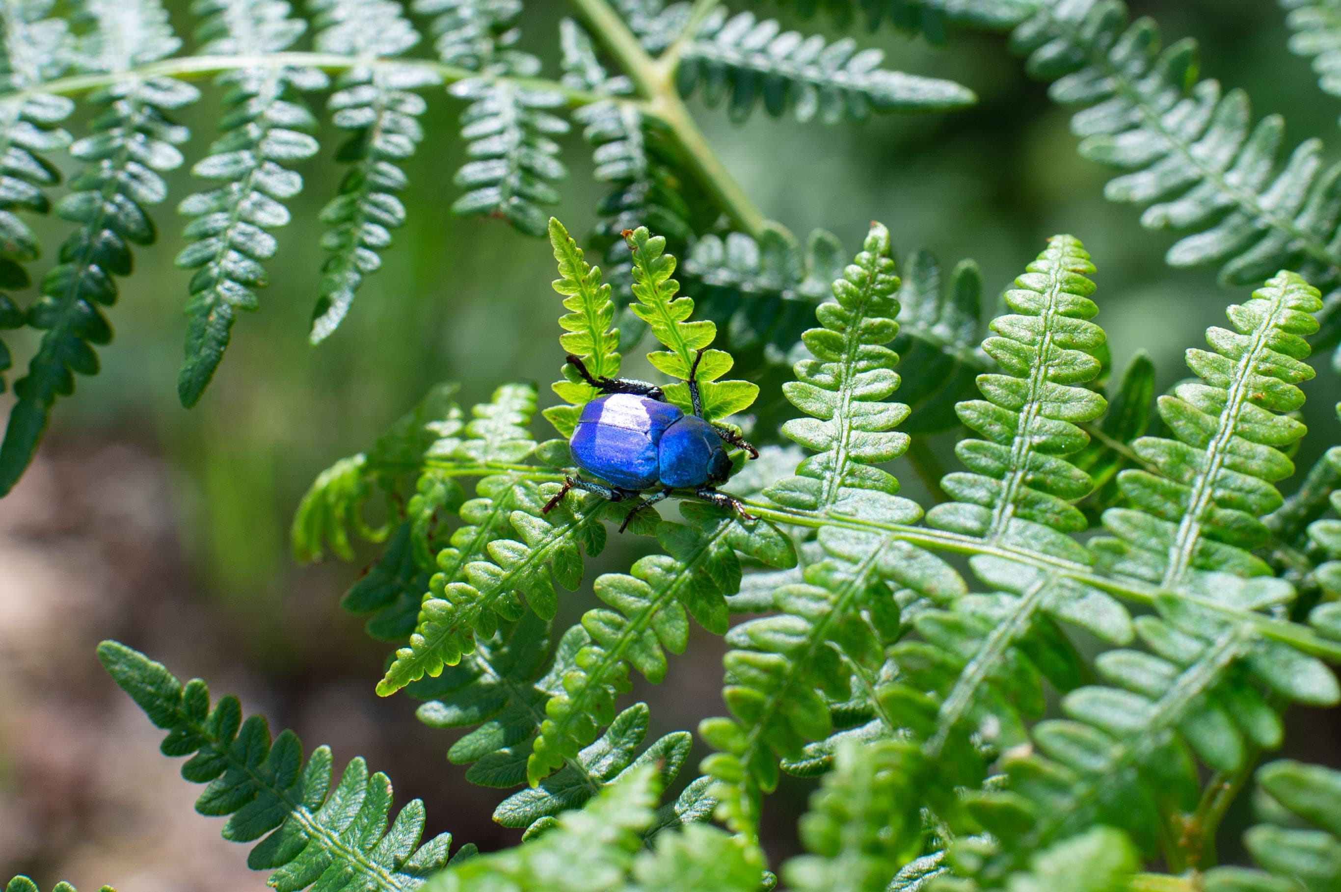 La préservation de la biodiversité, une volonté constante chez Teréga