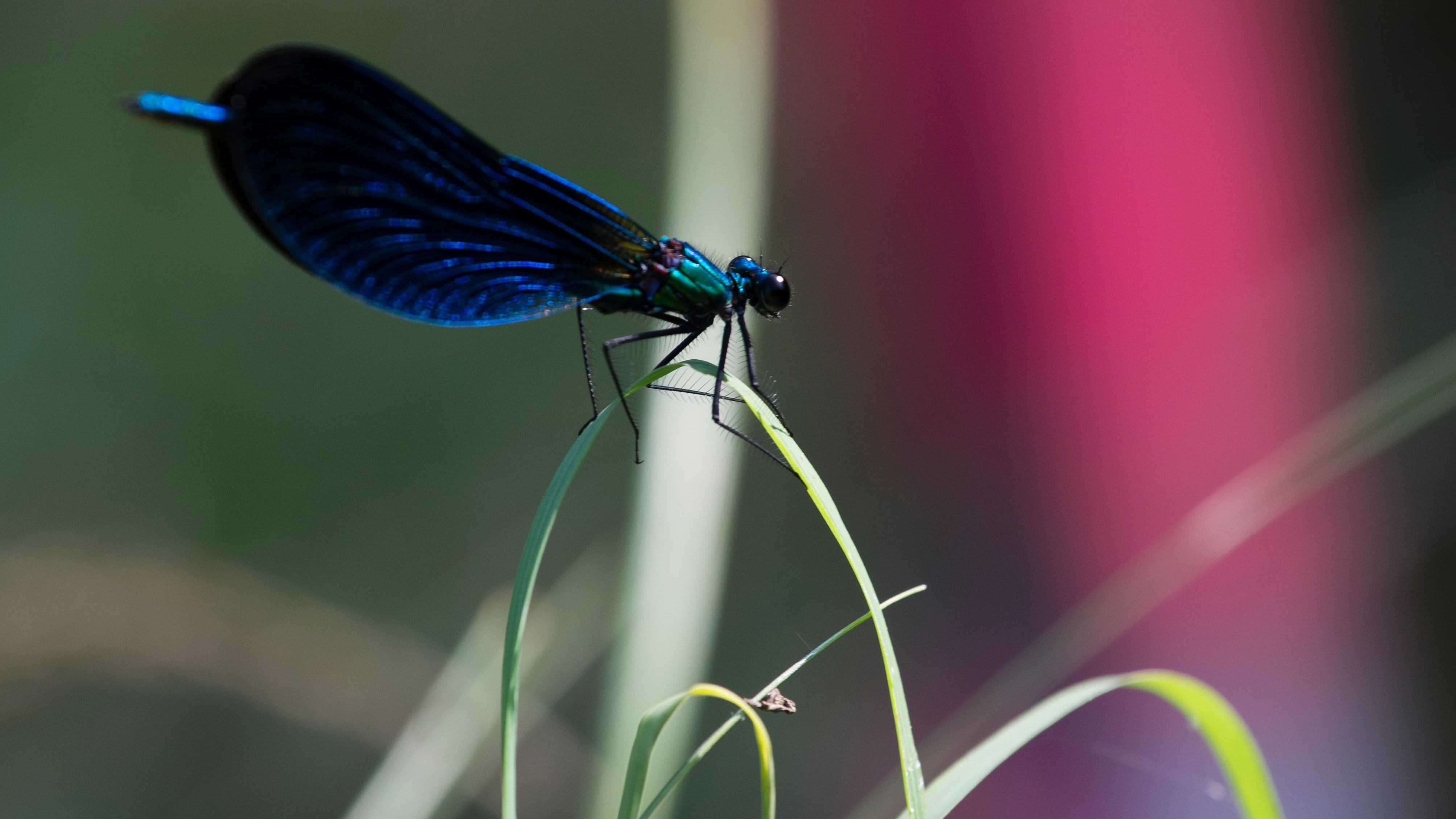 Calopteryx Virgo