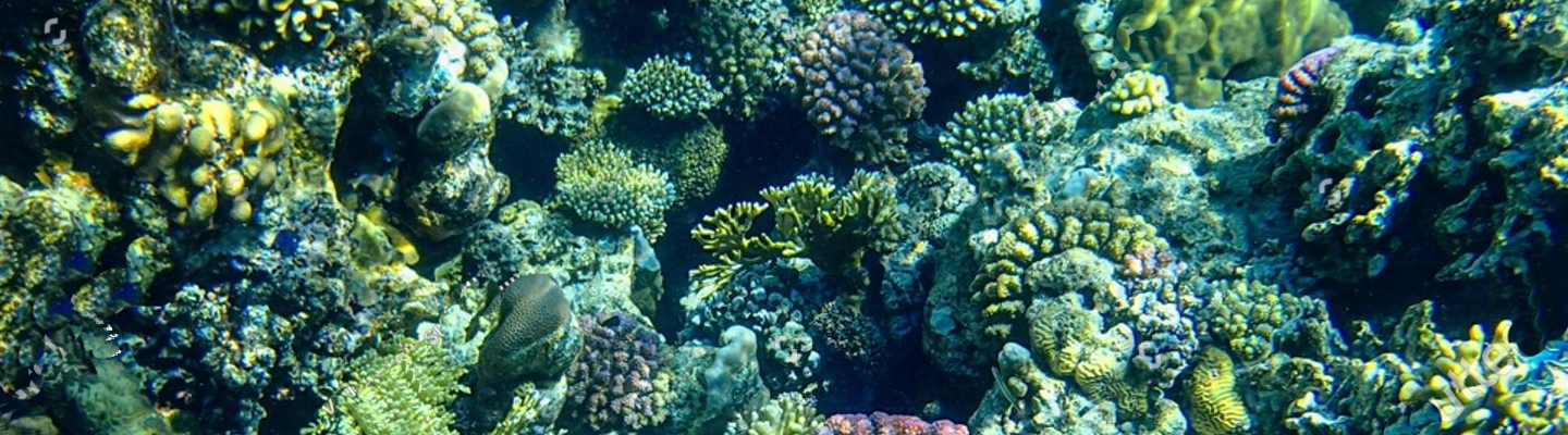 The Coral Planters : un devoir de préservation des espaces coralliens