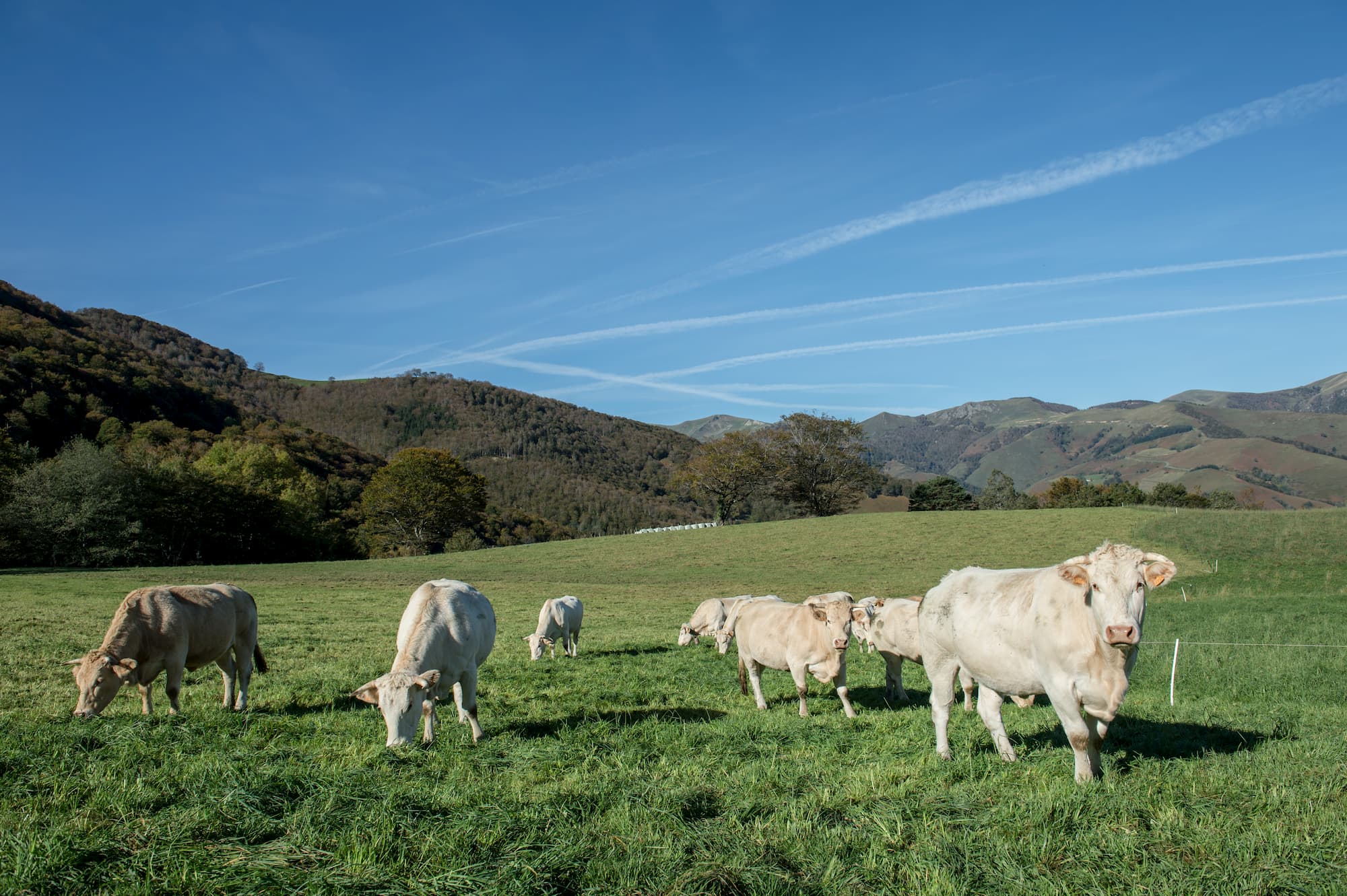 What are the prospects for biogas and biomethane in France in 2021?