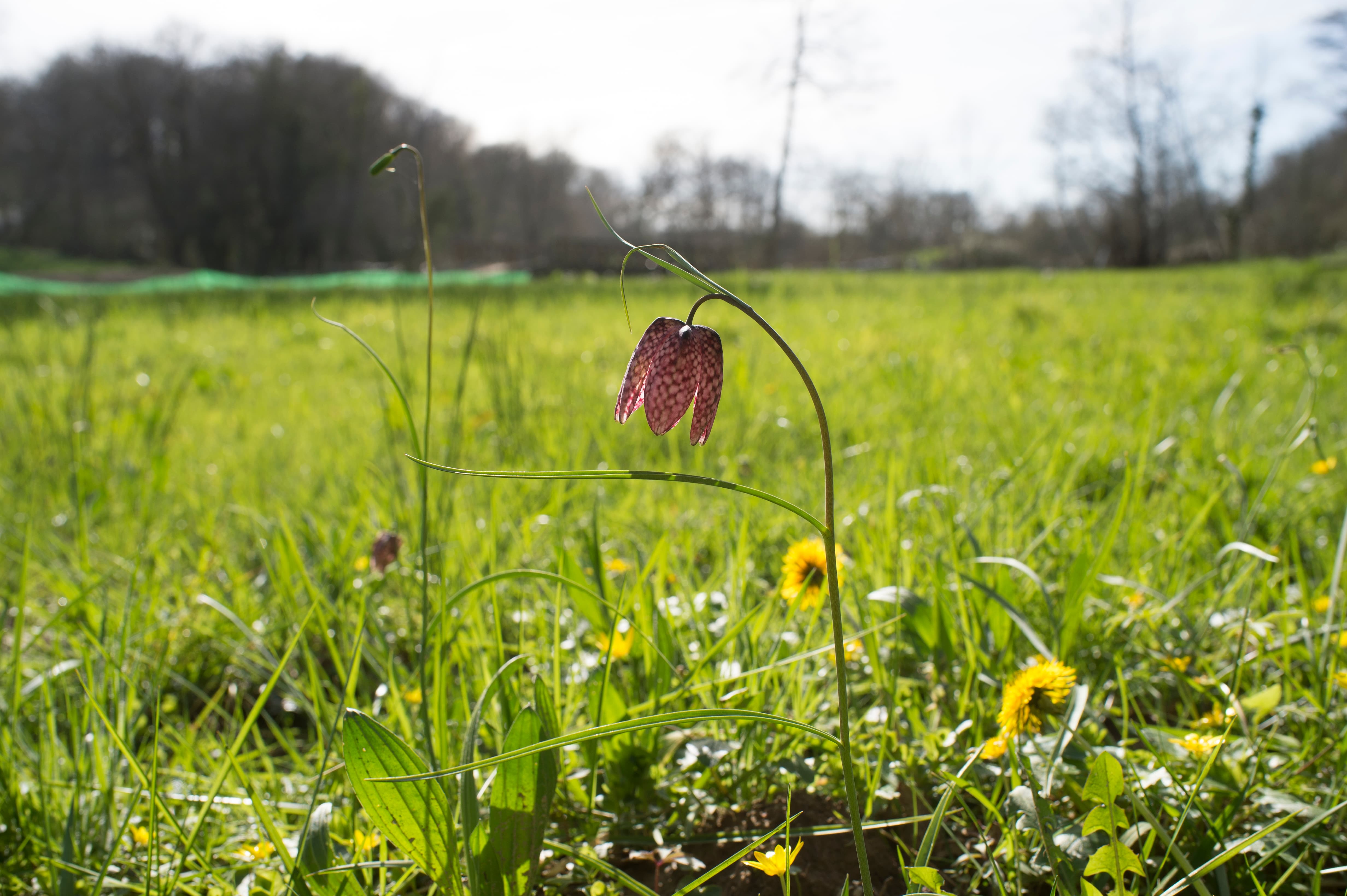 La préservation de la biodiversité, une volonté constante chez Teréga