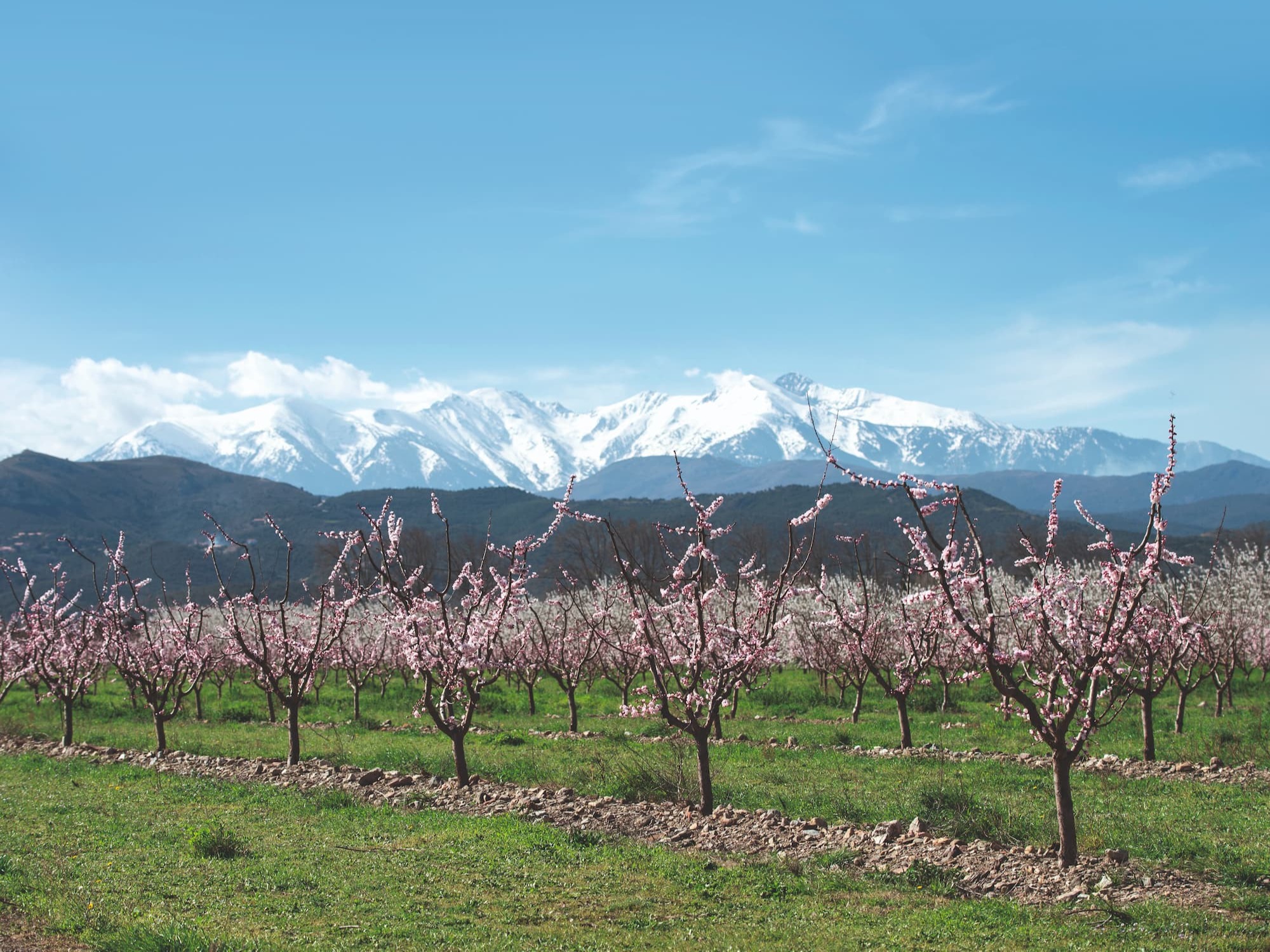 Gas for Climate report publication : Market State and Trends report 2020