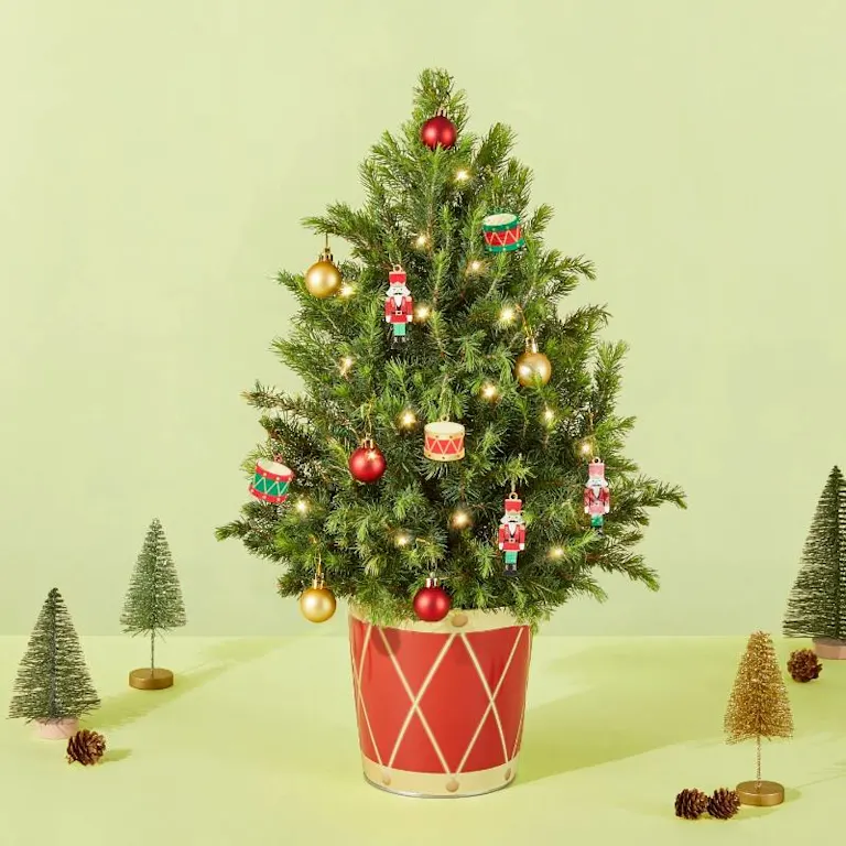 2025 Christmas Collection | Proflowers