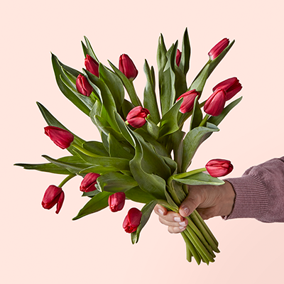 Person Holding Red Tulips