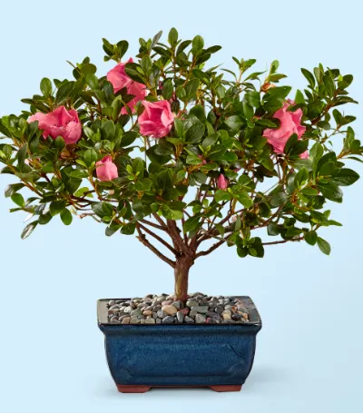 Azaleas