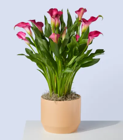 Calla Lilies