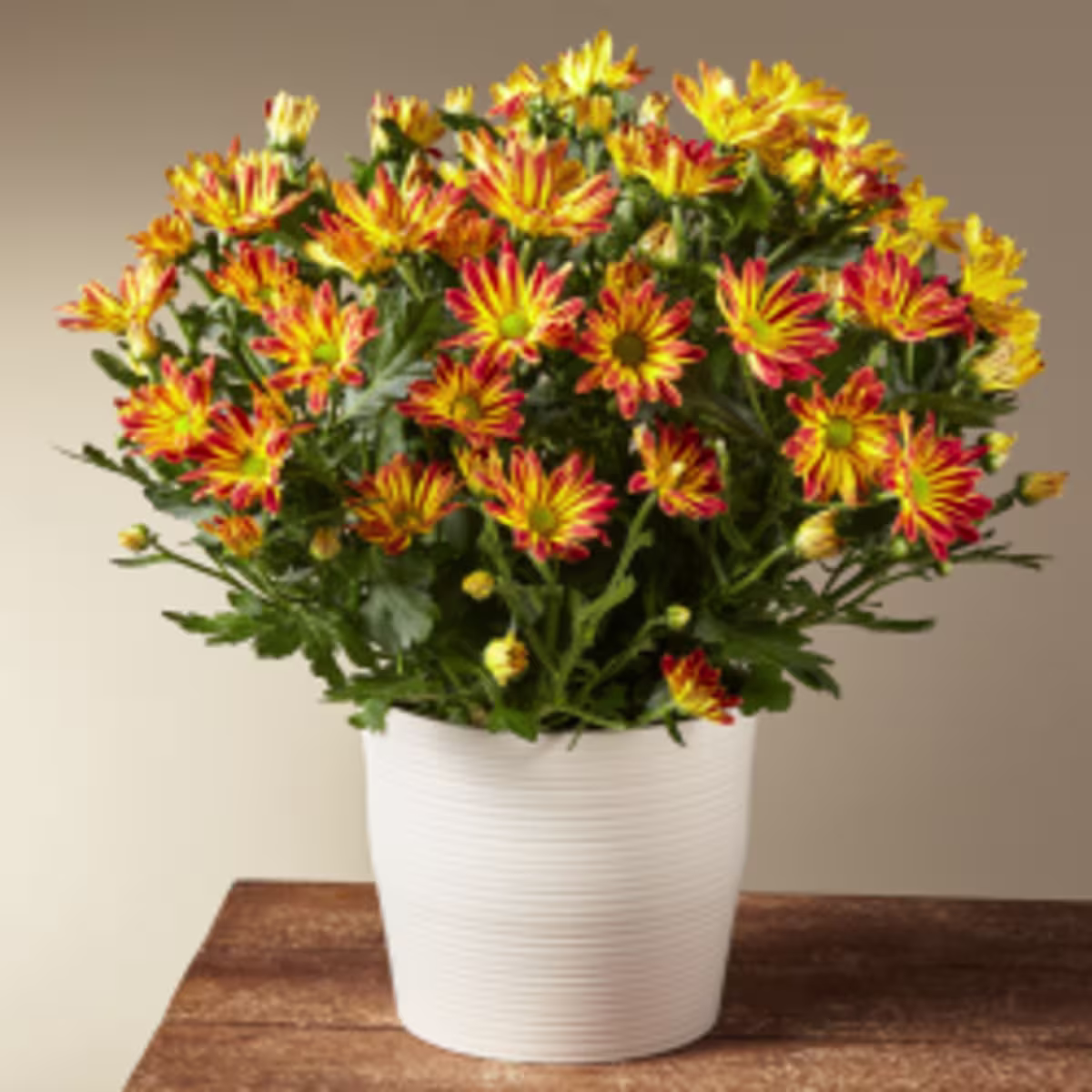 /fall-plants-fap?intcid=HP_Merx_Sept27_2021_FeaturedCarousel_FallPlants_FAP