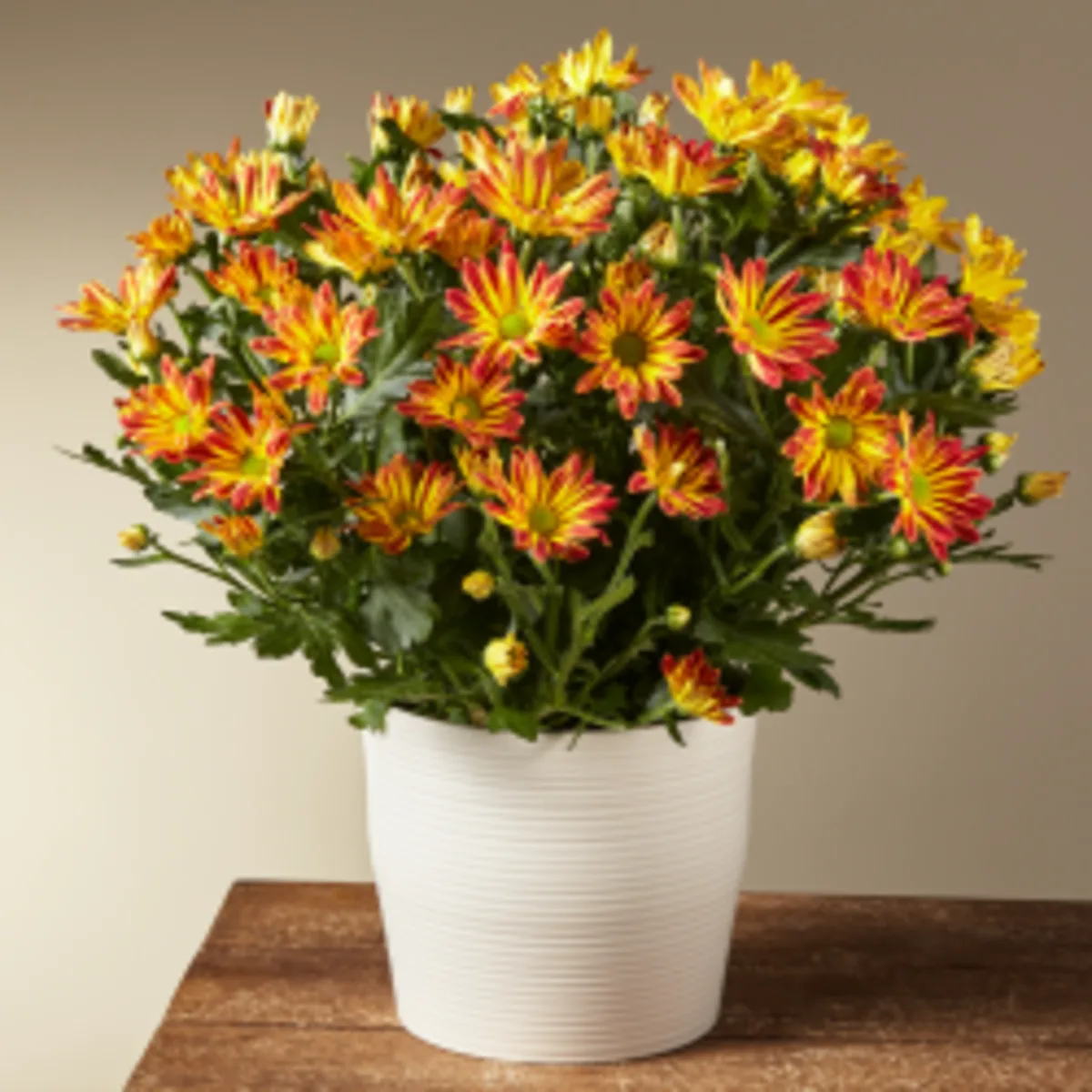 /fall-plants-fap?intcid=HP_Merx_Sept27_2021_FeaturedCarousel_FallPlants_FAP