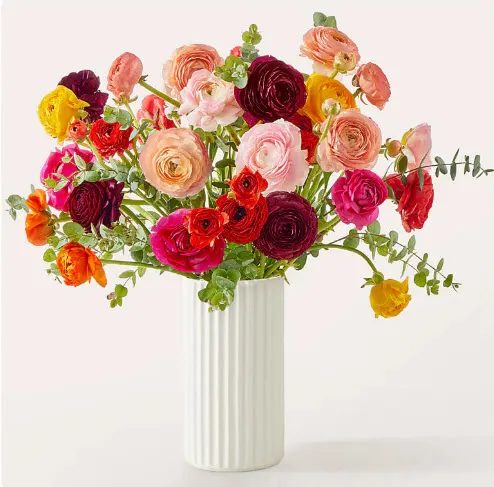 Mesmerizing Ranunculus Bouquet with White Fluted Vase
