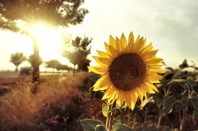 Summertime Joys