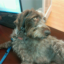 "Sterndogs's"  Smoke Creek Oscar IV from The Sterner Agency, Brightway Insurance