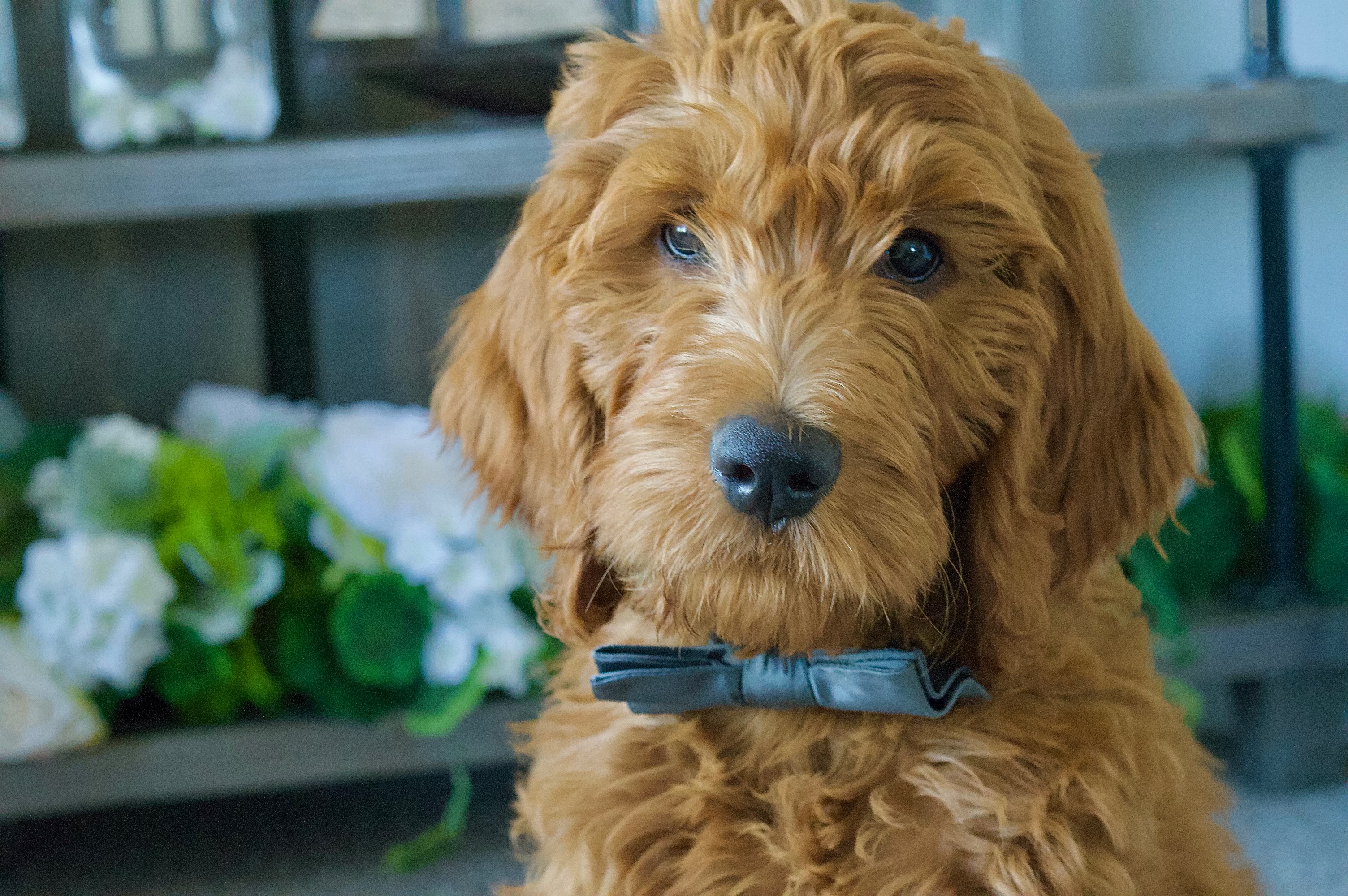 Moose Moldovan from The Lambert Family Agency, Brightway Insurance