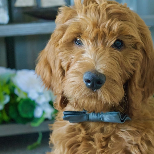 Moose Moldovan from The Lambert Family Agency, Brightway Insurance