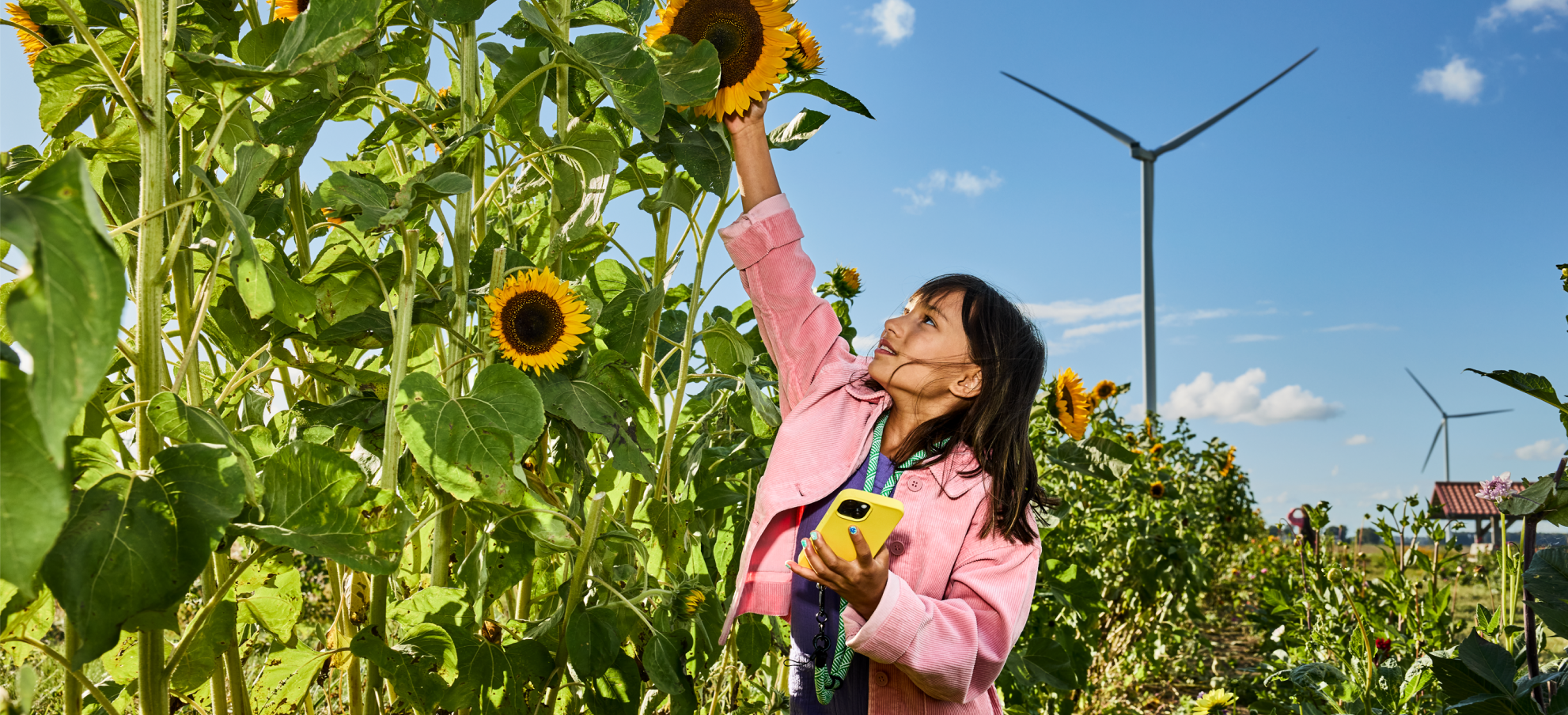 Vrouw die zonnebloemen plukt met windmolens op de achtergrond