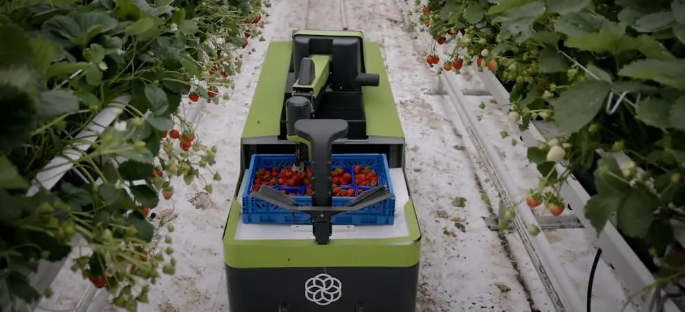 Tuinbouwrobot in een fruitkas tussen de aarbeiden.