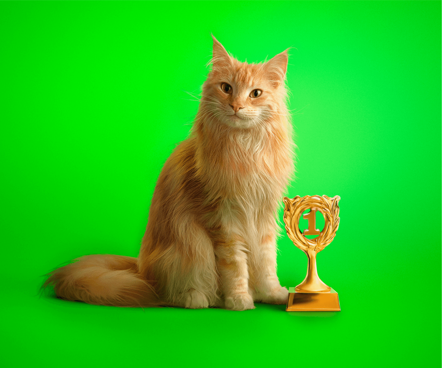 Louis de kat met een prijs van umlaut - Volgens umlaut heeft KPN heeft het beste netwerk van Nederland