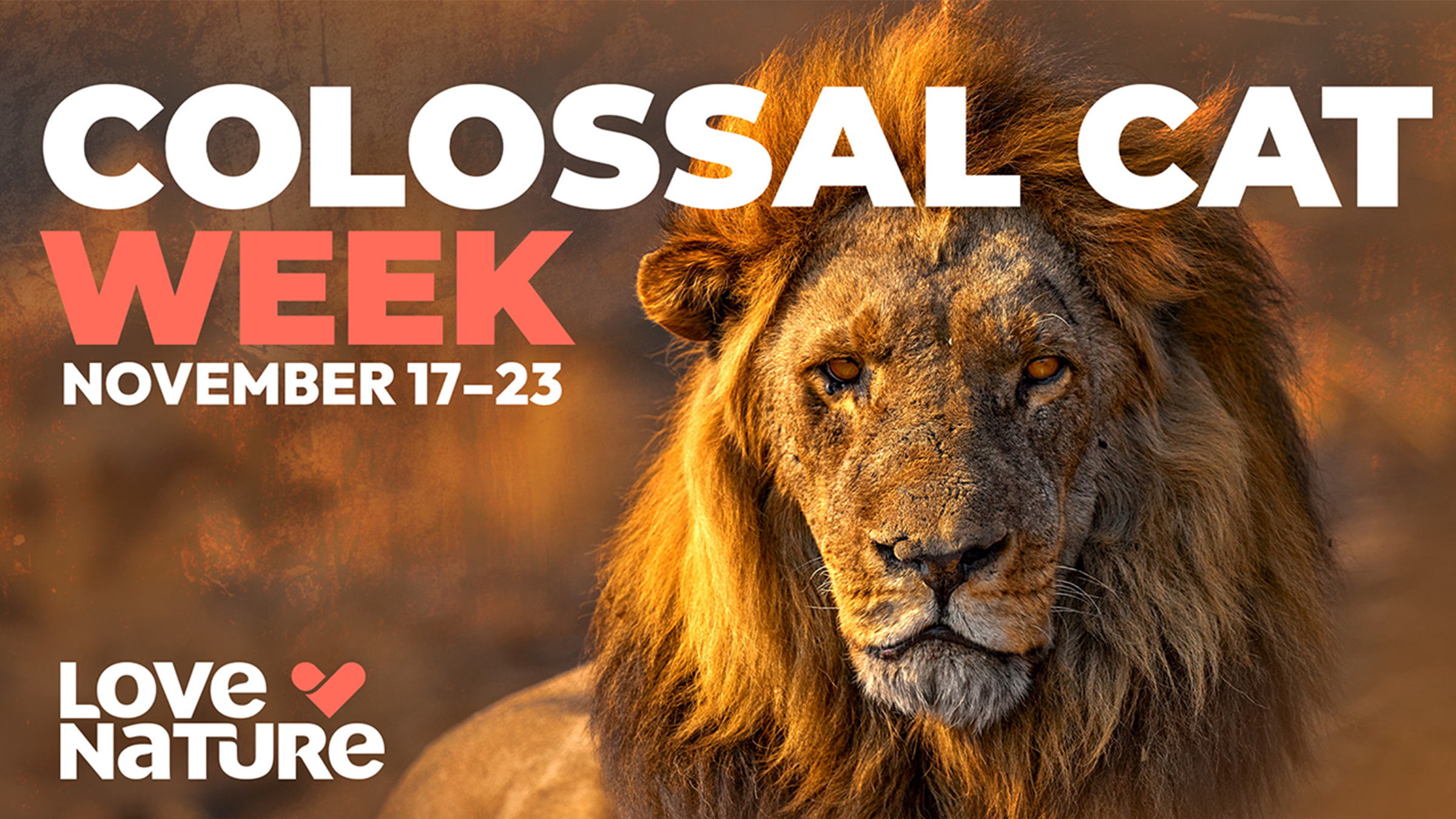 Colossal Cat Week bij KPN